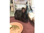 Adopt Beauty *In Foster* a Black American / American / Mixed rabbit in Auburn