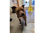 Adopt WILLOW a American Staffordshire Terrier