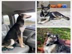 Adopt MILLIE a German Shepherd Dog