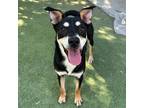 Adopt Dawn a Black American Pit Bull Terrier / Mixed dog in El Paso