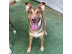 Adopt Canela a Tan/Yellow/Fawn Shepherd (Unknown Type) / Mixed dog in El Paso