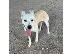 Adopt Misty a White Retriever (Unknown Type) / Mixed dog in El Paso