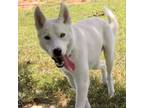 Adopt Kellan a White - with Tan, Yellow or Fawn Husky / Mixed dog in Huntsville