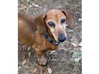 Adopt Fred a Brown/Chocolate - with Tan Dachshund / Mixed dog in Humble