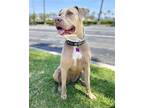 Adopt Nala a Tan/Yellow/Fawn American Pit Bull Terrier / Mixed dog in Corona