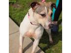 Adopt Dream Girl D42947 a Pit Bull Terrier