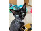 Adopt Rotini a Black & White or Tuxedo Domestic Shorthair (short coat) cat in