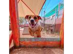 Adopt Boogie Woogie a Brown/Chocolate Basset Hound / Mixed dog in Austin