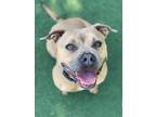 Adopt Fawn a American Pit Bull Terrier / Mixed dog in Oceanside, CA (38839778)