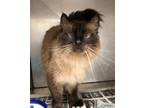 Adopt Michael a Himalayan / Mixed (long coat) cat in Versailles, KY (38860658)