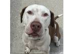 Adopt Jaya a Pit Bull Terrier / Mixed dog in Sioux City, IA (38848777)