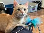 Adopt Cade a Orange or Red Domestic Shorthair / Mixed (short coat) cat in