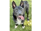 Adopt Tarzan a Black Border Collie / German Shepherd Dog / Mixed dog in Red