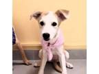 Adopt Dolly a Rat Terrier / Jack Russell Terrier / Mixed dog in Seattle