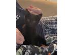 Adopt Persephone a All Black American Shorthair / Mixed (short coat) cat in