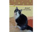 Adopt JEWEL is a Gem! a Domestic Shorthair / Mixed (short coat) cat in Monrovia