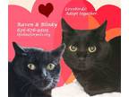 Adopt BLINKY & RAVEN a Domestic Shorthair / Mixed (short coat) cat in Monrovia
