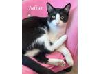 Adopt JULIUS (adopt w/ JOEY) a Black & White or Tuxedo Domestic Shorthair /