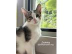 Adopt LENNY (& Lana) a Brown Tabby Turkish Van / Mixed (short coat) cat in