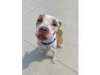 Adopt Murphy a Tan/Yellow/Fawn American Pit Bull Terrier / Mixed dog in