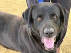 Adopt Hazelnut a Black Mixed Breed (Large) / Mixed dog in Georgetown