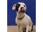 Adopt Marley a Black Boxer / Labrador Retriever / Mixed dog in Plain City