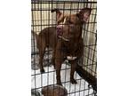 Adopt MALORIE a Pit Bull Terrier, Mixed Breed