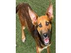 Adopt SANDY CHEEKS a German Shepherd Dog, Catahoula Leopard Dog