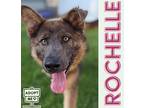 Adopt Rochelle a Brown/Chocolate German Shepherd Dog / Mixed dog in Belleville