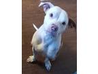 Adopt RIGATONI a Pit Bull Terrier, Mixed Breed
