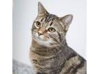 Adopt Vida a All Black Domestic Shorthair / Mixed cat in Verona, WI (38885343)