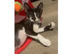 Adopt Mt. Rainer a Black & White or Tuxedo Domestic Shorthair / Mixed (short