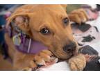 Adopt Nugget a Brown/Chocolate - with White Labrador Retriever / Mixed dog in