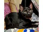 Adopt Allen a Black & White or Tuxedo Domestic Shorthair / Mixed (short coat)