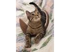 Adopt Mochi a Brown Tabby Domestic Shorthair / Mixed (short coat) cat in