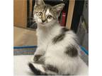 Adopt Isadora a Brown Tabby Domestic Shorthair (short coat) cat in Greenburgh