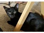 Adopt Kiwi a All Black Domestic Shorthair / Mixed (short coat) cat in Phoenix