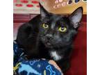 Adopt Abby a All Black Domestic Shorthair / Mixed (short coat) cat in Phoenix
