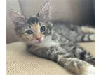 Adopt Diddly a Calico or Dilute Calico Domestic Shorthair / Mixed (short coat)