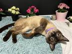 Adopt Nova Starr a Domestic Shorthair / Mixed (short coat) cat in Fayetteville