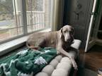 Adopt Ellen Griswold a Weimaraner