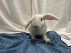 Adopt Cake Butter a Other/Unknown / Mixed rabbit in New York, NY (38865379)