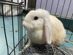 Adopt Jasmine a Other/Unknown / Mixed rabbit in New York, NY (38865378)