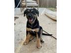 Adopt Brookie a Black - with Tan, Yellow or Fawn Labrador Retriever / Mixed dog