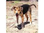 Adopt Crofton - Niomie Litter a Hound (Unknown Type) / Mixed dog in