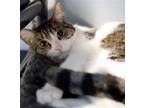 Adopt Magpie a Brown Tabby Domestic Shorthair / Mixed (short coat) cat in Los