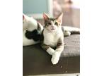 Adopt nelson a Domestic Mediumhair / Mixed (medium coat) cat in Hinckley