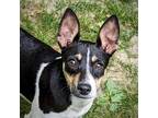 Adopt Dennis (WI) a Tricolor (Tan/Brown & Black & White) Rat Terrier / Mixed dog