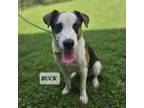 Adopt Buck a Brown/Chocolate Mixed Breed (Medium) / Mixed dog in Madisonville