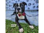 Adopt Rocko a Black Mixed Breed (Medium) / Mixed dog in Madisonville